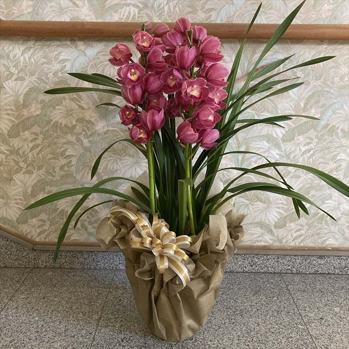 フラワーギフト 冬ギフトの定番！人気のシンビジューム 濃ピンク系 6号