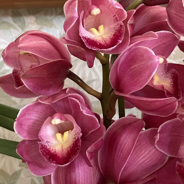 フラワーギフト 冬ギフトの定番！人気のシンビジューム 濃ピンク系 6号