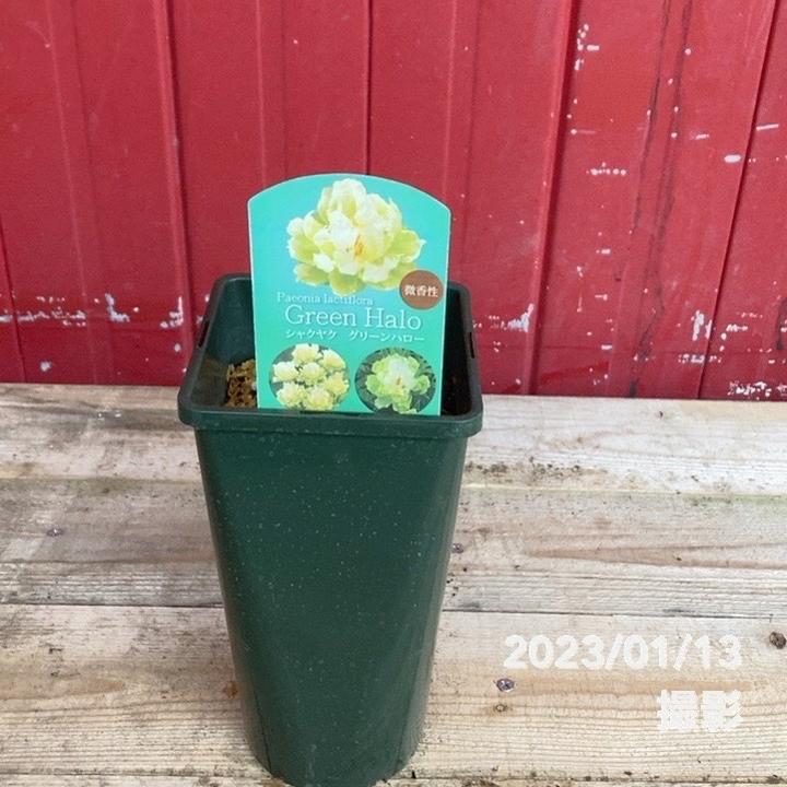 芍薬 アメリカシャクヤク 4号ロング グリーンハロー|草花04-PA
