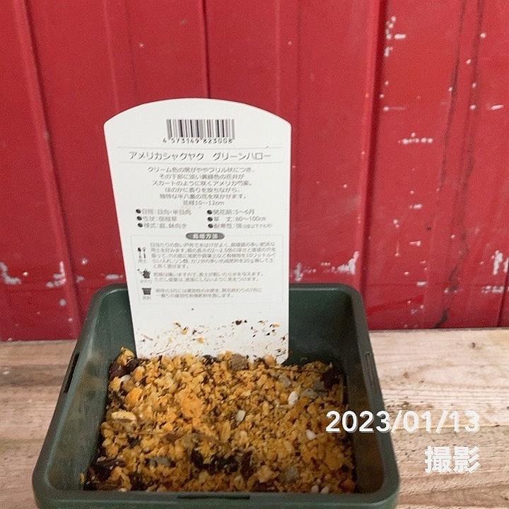 芍薬 アメリカシャクヤク 4号ロング グリーンハロー|草花04-PA