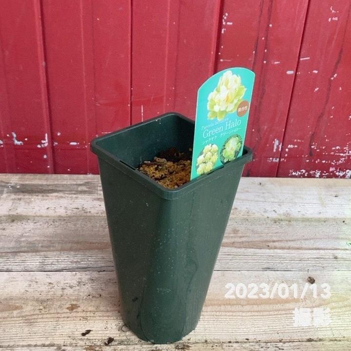 芍薬 アメリカシャクヤク 4号ロング グリーンハロー|草花04-PA