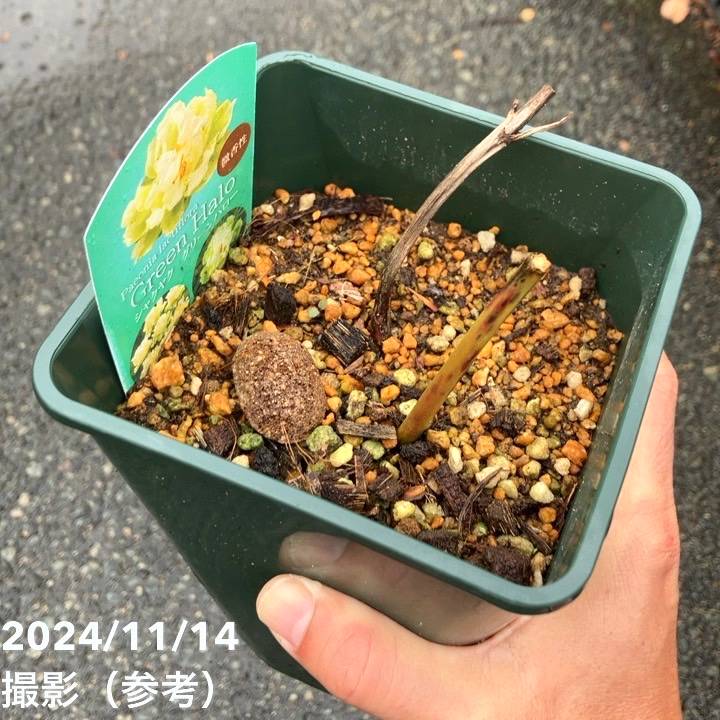 芍薬 アメリカシャクヤク 4号ロング グリーンハロー|草花04-PA