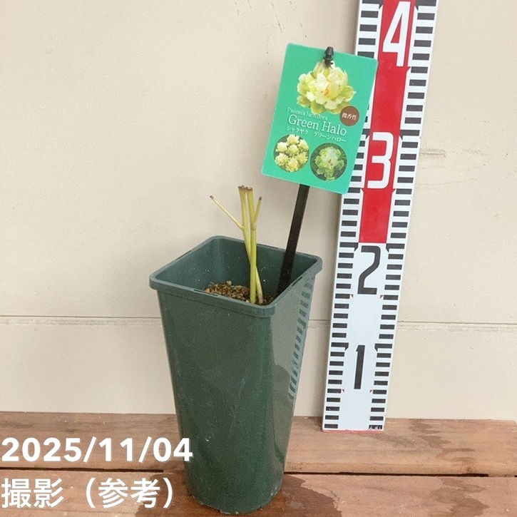 芍薬 アメリカシャクヤク 4号ロング グリーンハロー|草花04-PA