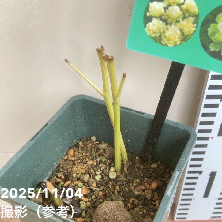 芍薬 アメリカシャクヤク 4号ロング グリーンハロー|草花04-PA