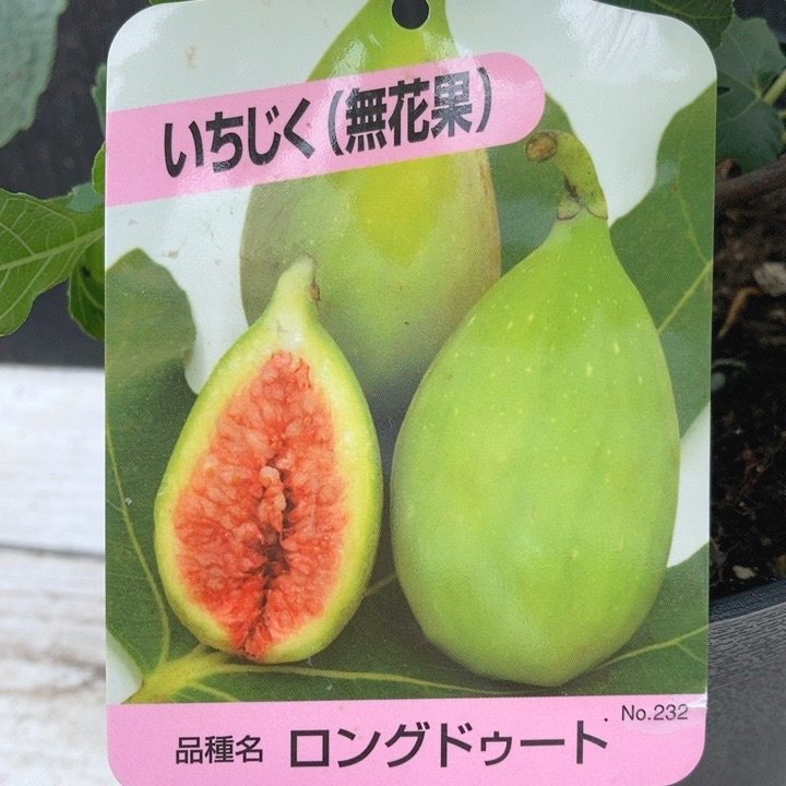 決算P5倍！10%OFF！8/2まで】イチジク ロングドゥート（バナーネ）5号