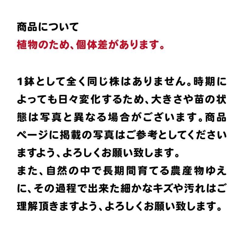 <実付き>イチジク バナーネ(ロングドゥート)5号|果樹04-PA