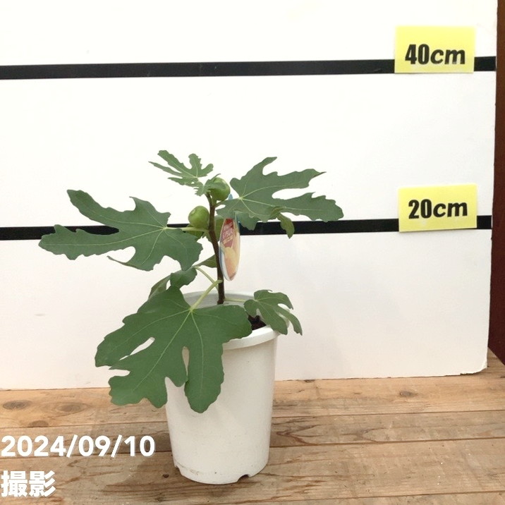 <実付き>イチジク バナーネ(ロングドゥート)5号|果樹04-PA