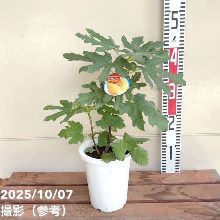 <実付き>イチジク バナーネ(ロングドゥート)5号|果樹04-PA