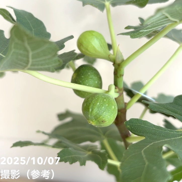 <実付き>イチジク バナーネ(ロングドゥート)5号|果樹04-PA