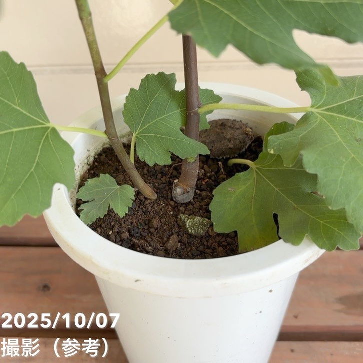 <実付き>イチジク バナーネ(ロングドゥート)5号|果樹04-PA