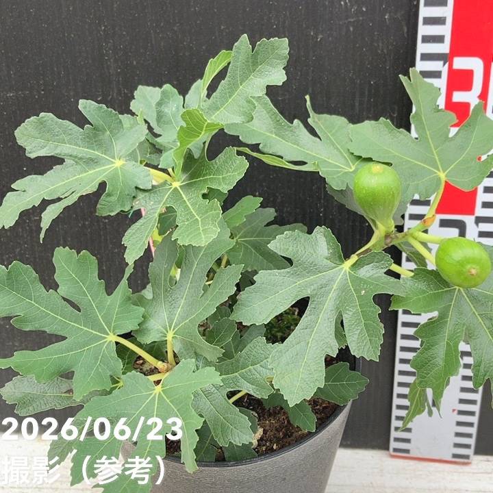 決算P5倍！10%OFF！8/2まで】イチジク ロングドゥート（バナーネ）5号