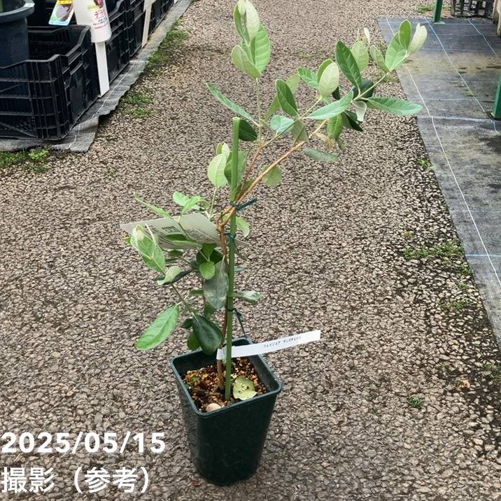 フェイジョア デンズチョイス 4.5号｜果樹04-PA | 果樹 | 赤塚植物園