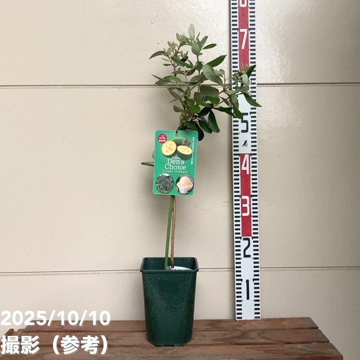 フェイジョア デンズチョイス 4.5号｜果樹04-PA | 果樹 | 赤塚植物園
