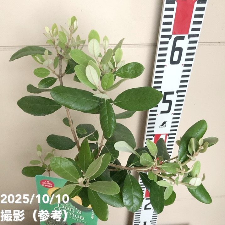 フェイジョア デンズチョイス 4.5号｜果樹04-PA | 果樹 | 赤塚植物園