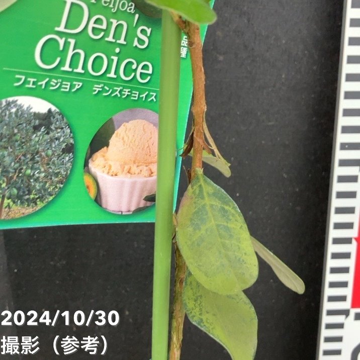 接木　フェイジョア　カカポ 昨日の続き | ゆたか農園のブログ