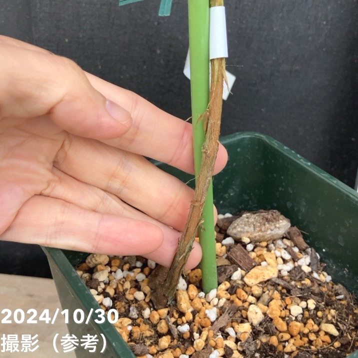 フェイジョア デンズチョイス 4.5号｜果樹04-PA | 果樹 | 赤塚植物園