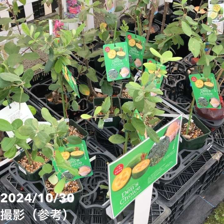 フェイジョア デンズチョイス 4.5号｜果樹04-PA | 果樹 | 赤塚植物園