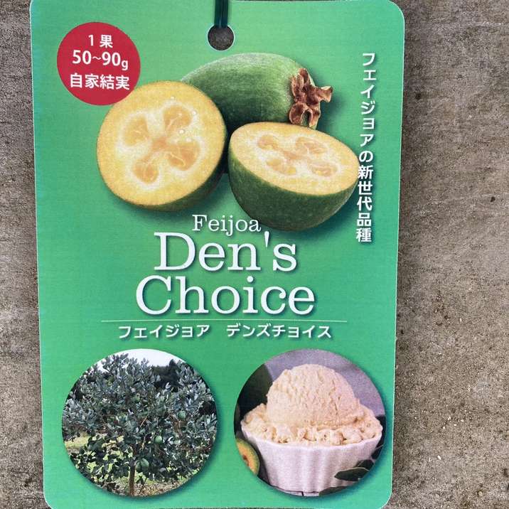 フェイジョア デンズチョイス 4.5号｜果樹04-PA | 果樹 | 赤塚植物園