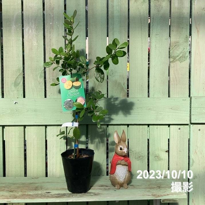 フェイジョア デンズチョイス 4.5号｜果樹04-PA | 果樹 | 赤塚植物園