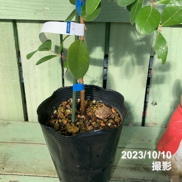 フェイジョア デンズチョイス 4.5号｜果樹04-PA | 果樹 | 赤塚植物園