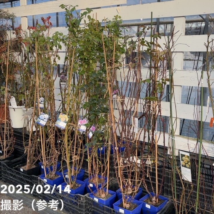 充実の長尺バラ シャトー・ドゥ・シュベルニー 7号 Delbard デルバール