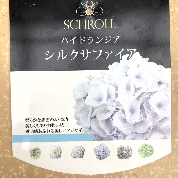 ゆ*い様 アジサイ シルクサファイア 8寸 紫陽花（ハイドランジア