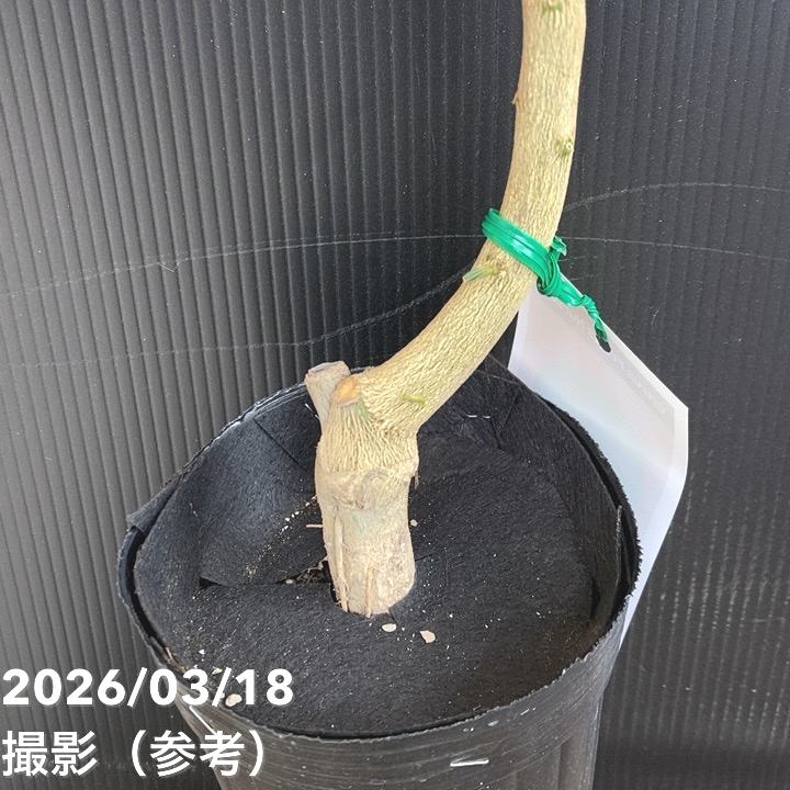 タヒチライム 4号ロングポット｜柑橘｜果樹04-PA | 果樹,[珍しい果樹