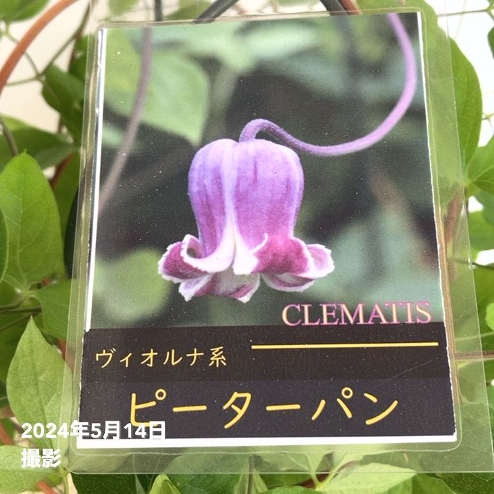 クレマチス ヴィオルナ系 ピーターパン 5号｜草花04-PA | 草花