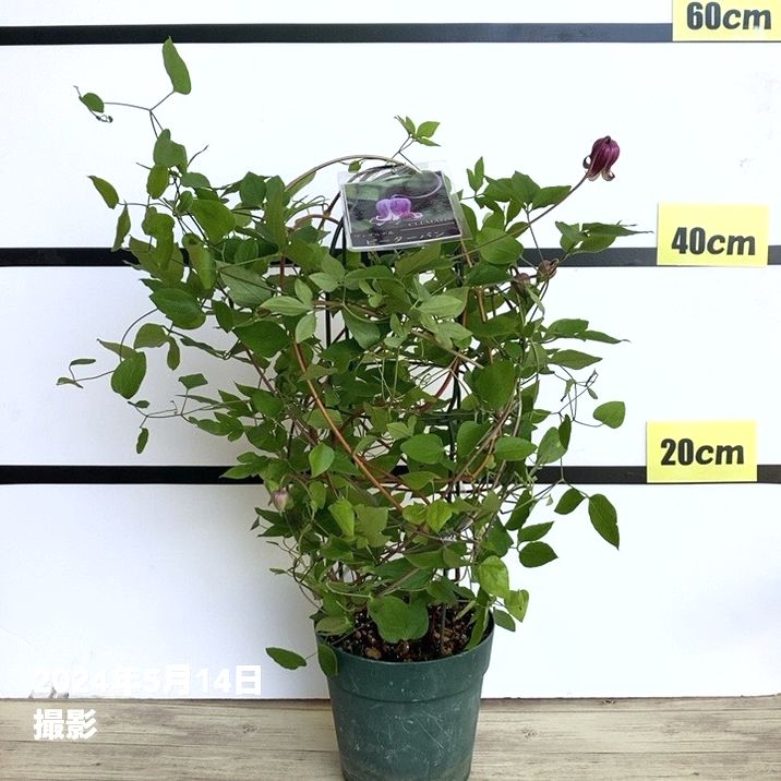 クレマチス ヴィオルナ系 ピーターパン 5号｜草花04-PA | 草花