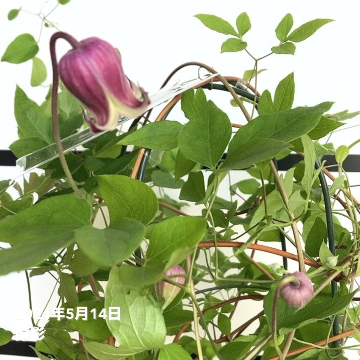 クレマチス ヴィオルナ系 ピーターパン 5号｜草花04-PA | 草花,[多年草