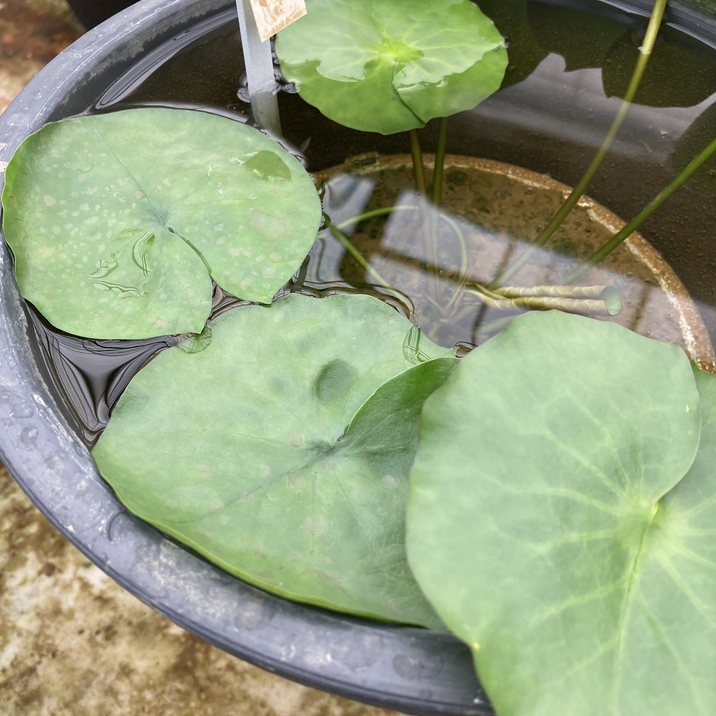 数量限定】熱帯スイレン 7号 コロラータ Colorata｜草花01-D1 | 赤塚