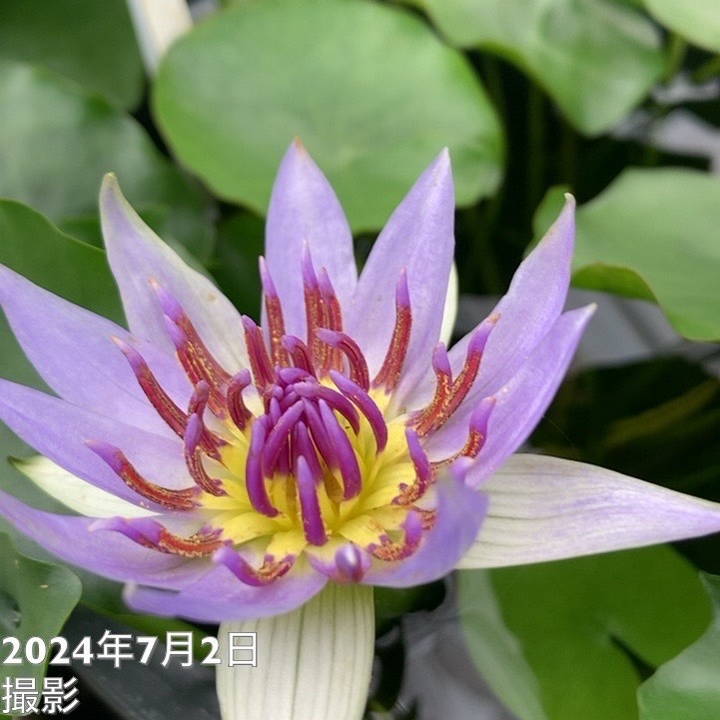 数量限定】熱帯スイレン 7号 コロラータ Colorata｜草花01-D1 | 赤塚