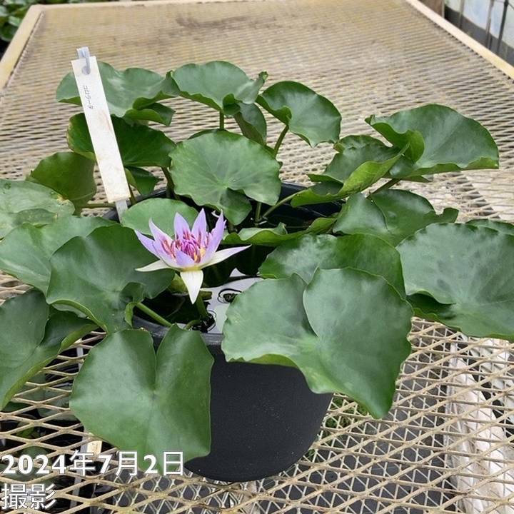 水蓮 熱帯スイレン 7号 プラウナパ｜草花01-D1 | 草花,熱帯スイレン・温帯