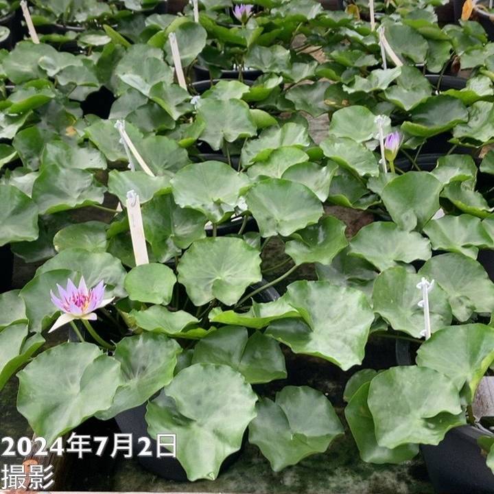 数量限定】熱帯スイレン 7号 コロラータ Colorata｜草花01-D1