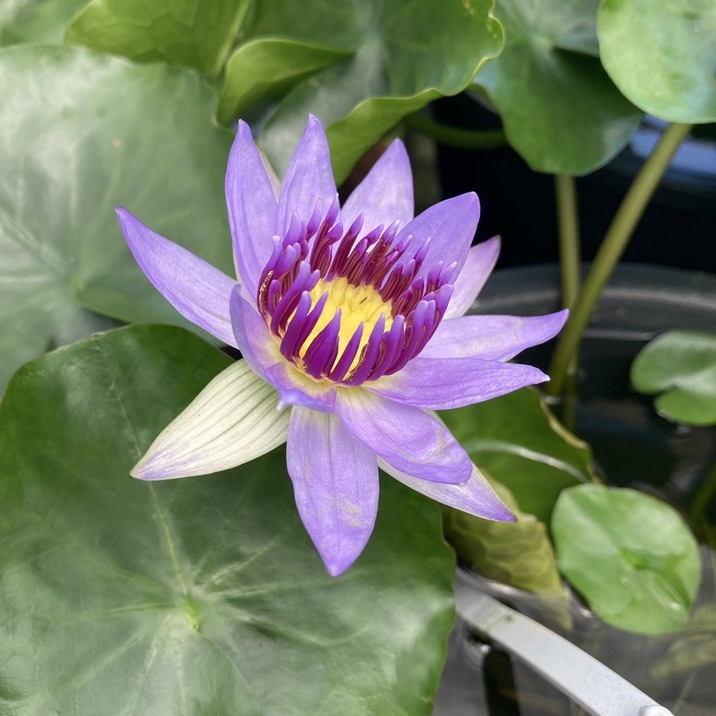 数量限定】熱帯スイレン 7号 コロラータ Colorata｜草花01-D1 | 赤塚