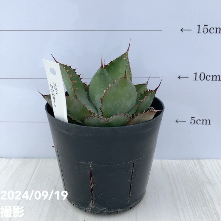 【鉢、ラベル付】アガベ ボビコルヌータ カウズホーン 🌟🌟【 ボビコルヌータ カウズホーン Agave bovicornuta 】白覆輪