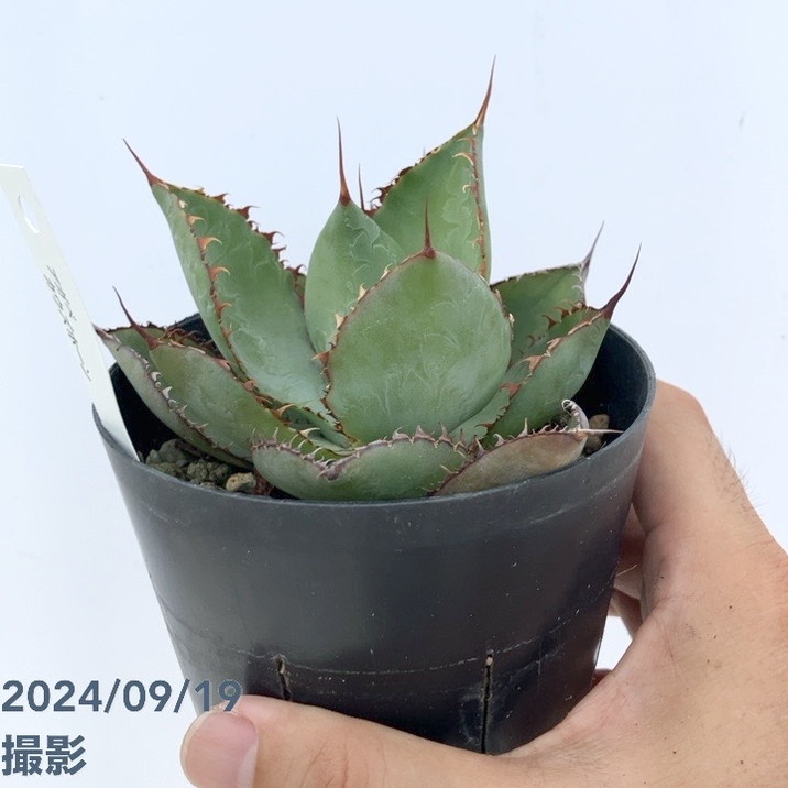 決算P5倍！10%OFF！8/2まで】アガベ 3.5号 カウズホーン｜観葉01-D1