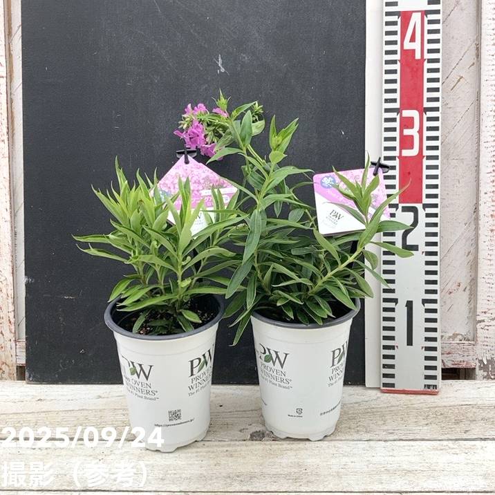 花入 PW フロックス オープニングアクト ロマンス 11cmロングポット×2