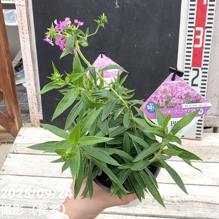 PW フロックス オープニングアクト ロマンス 11cmロングポット×2鉢