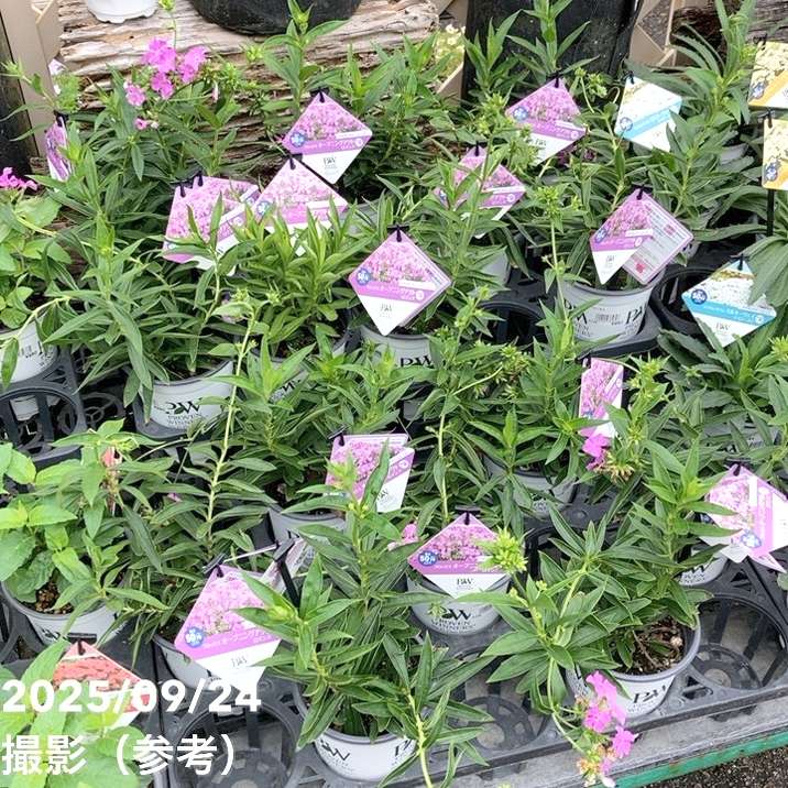 PW フロックス オープニングアクト ロマンス 11cmロングポット×2鉢