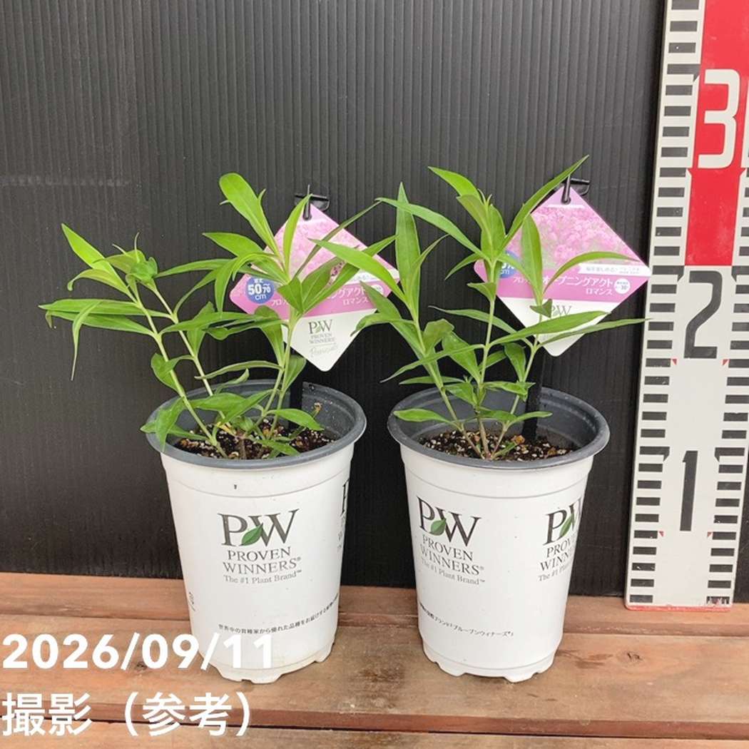 PW フロックス オープニングアクト ロマンス 11cmロングポット×2鉢