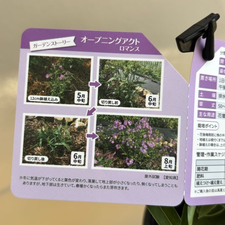 PW フロックス オープニングアクト ロマンス 11cmロングポット×2鉢