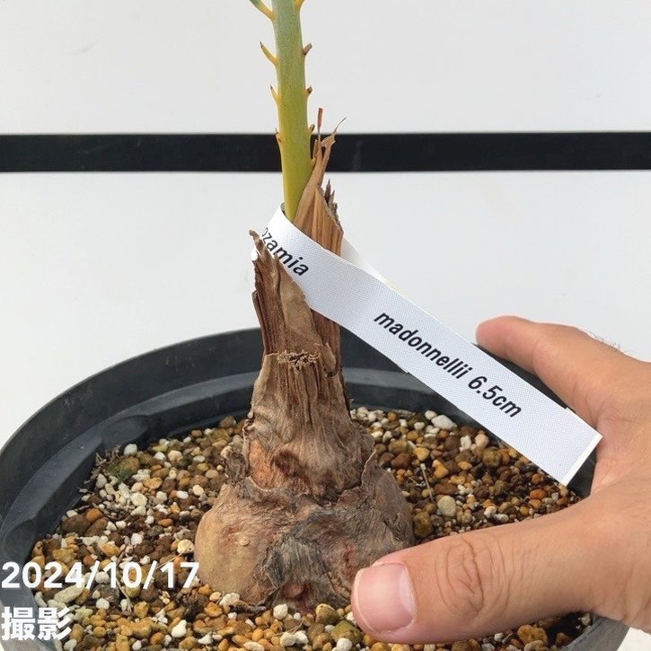 マクロザミア マクドンネリー 楽天市場】NEW!【現品・現物】マクロザミア・マクドンネリー