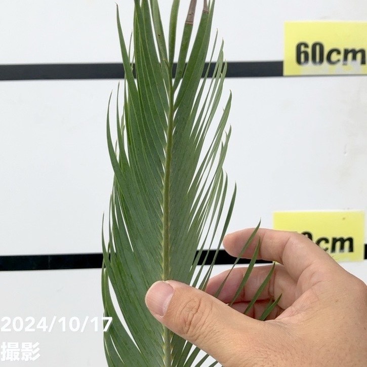 激レア！現品お届け】マクロザミア 6号スリット鉢（2）｜観葉01-D1