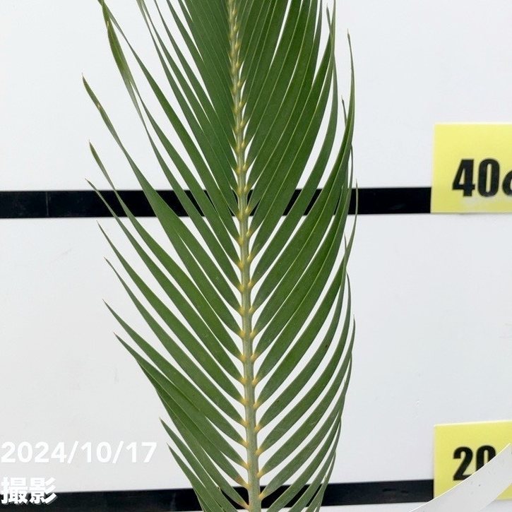 マクロザミア マクドンネリー 楽天市場】NEW!【現品・現物】マクロザミア・マクドンネリー