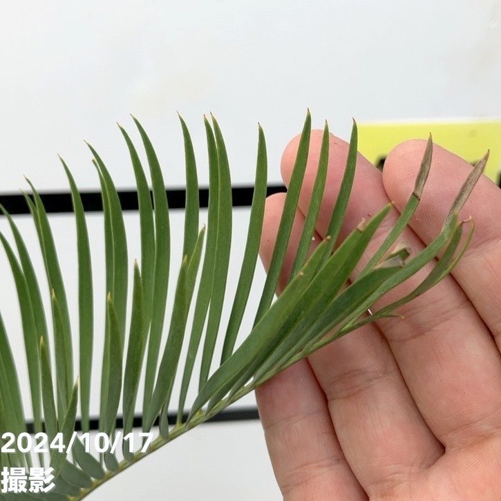 激レア！現品お届け】マクロザミア 6号スリット鉢（2）｜観葉01-D1