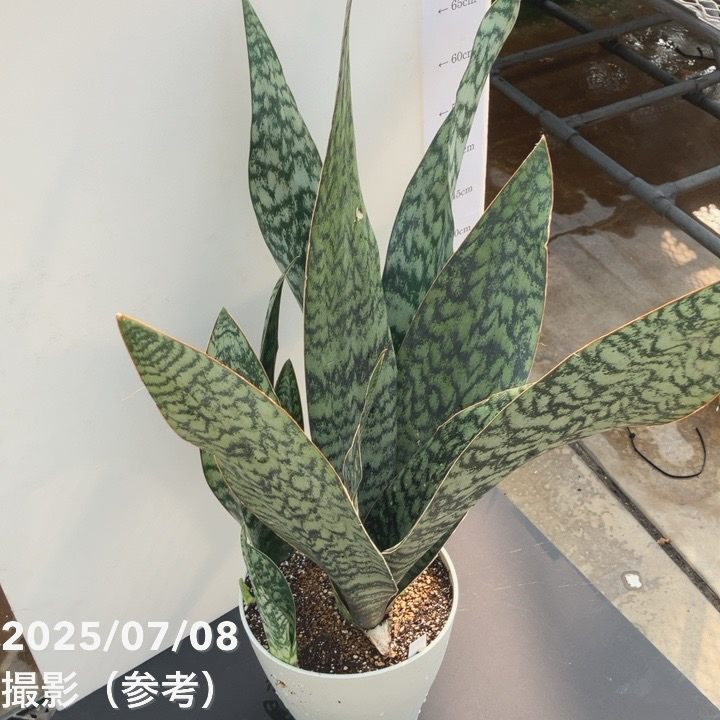 サンスベリア　オウブリティアナ斑入り Sansevieria Aubrytiana Variegata オウブリティアナ黄斑 | 大人