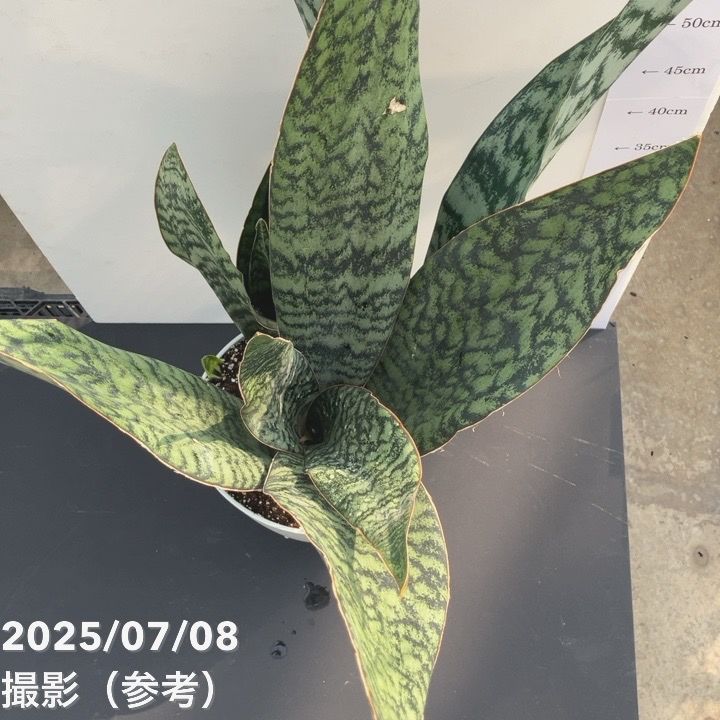 期間限定10％OFF！】【現品お届け】サンスベリア 7号 アブリティアナ