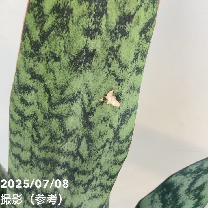 期間限定10％OFF！】【現品お届け】サンスベリア 7号 アブリティアナ