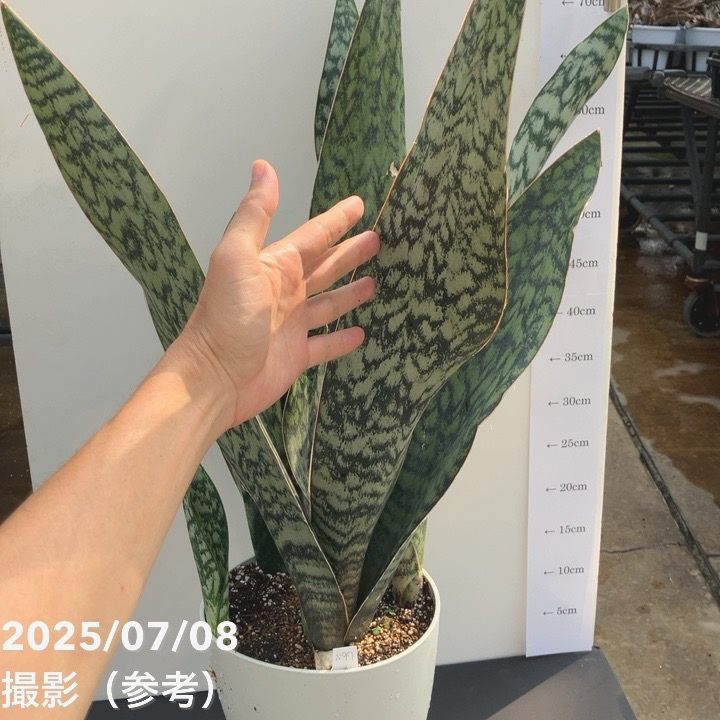 期間限定10％OFF！】【現品お届け】サンスベリア 7号 アブリティアナ